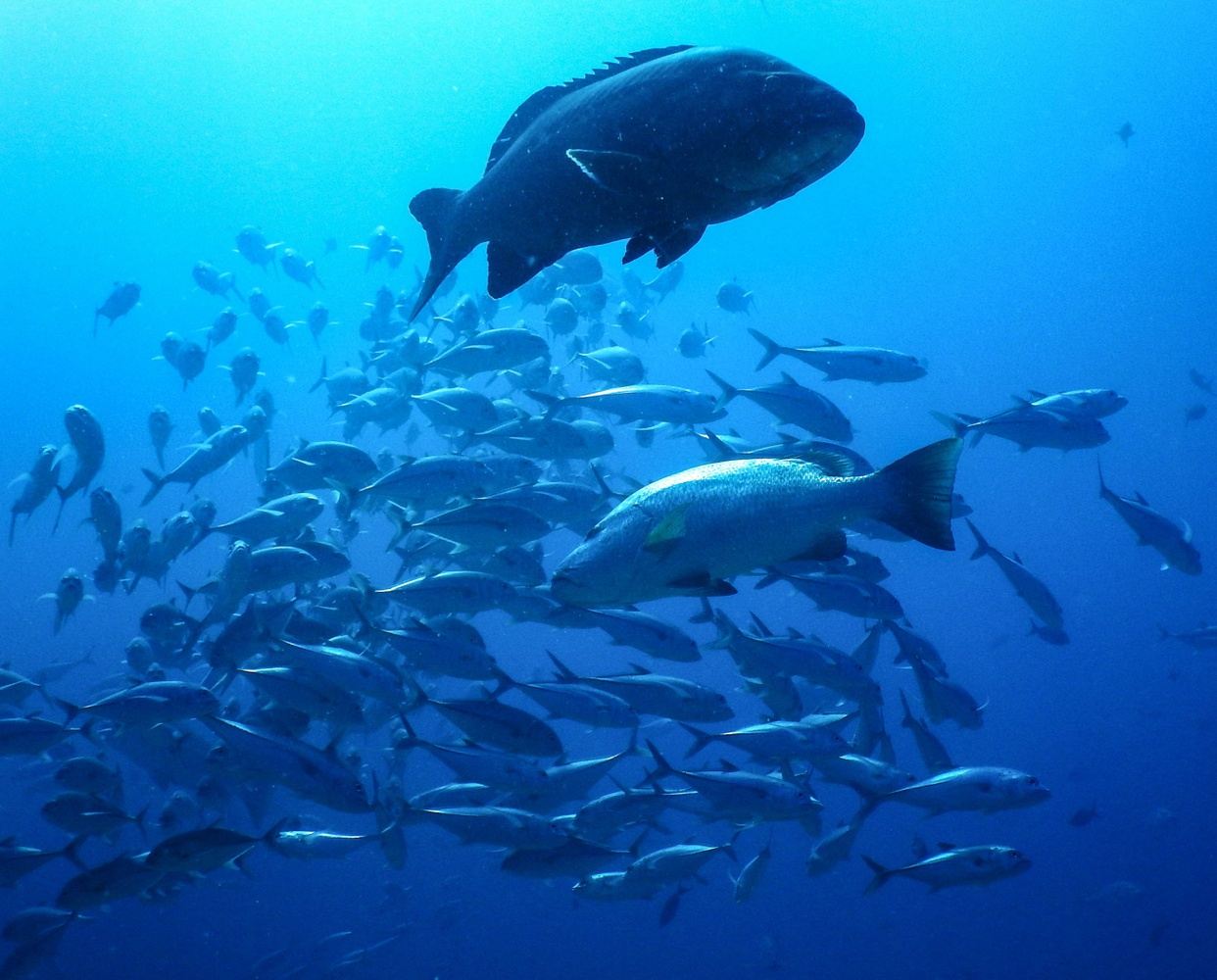 Cabo Pulmo Scuba Diving Tour