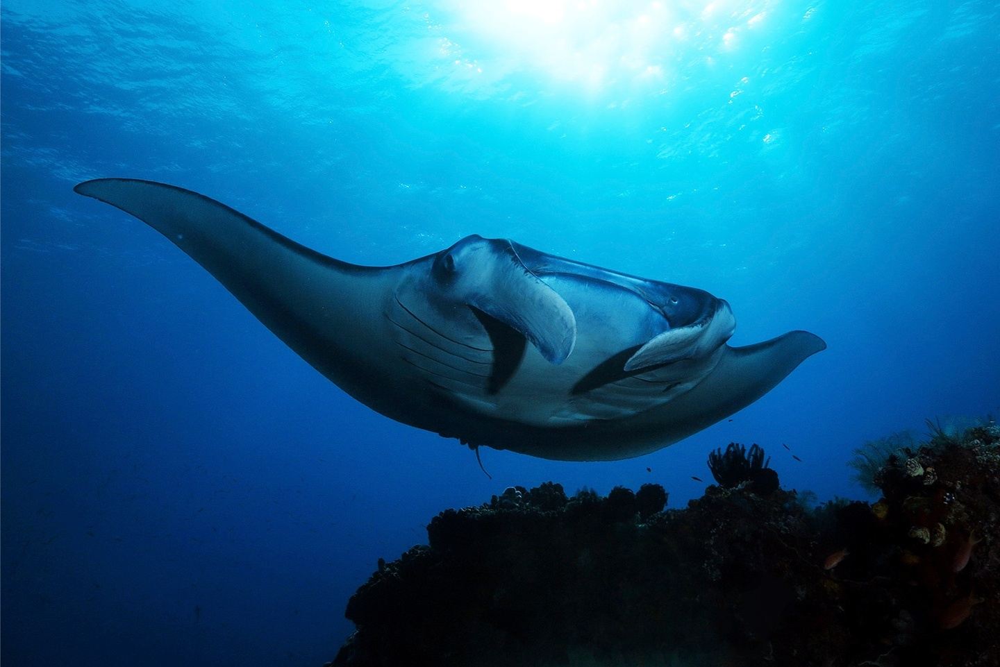 Manta Trust Expedition Komodo National Park, Indonesia