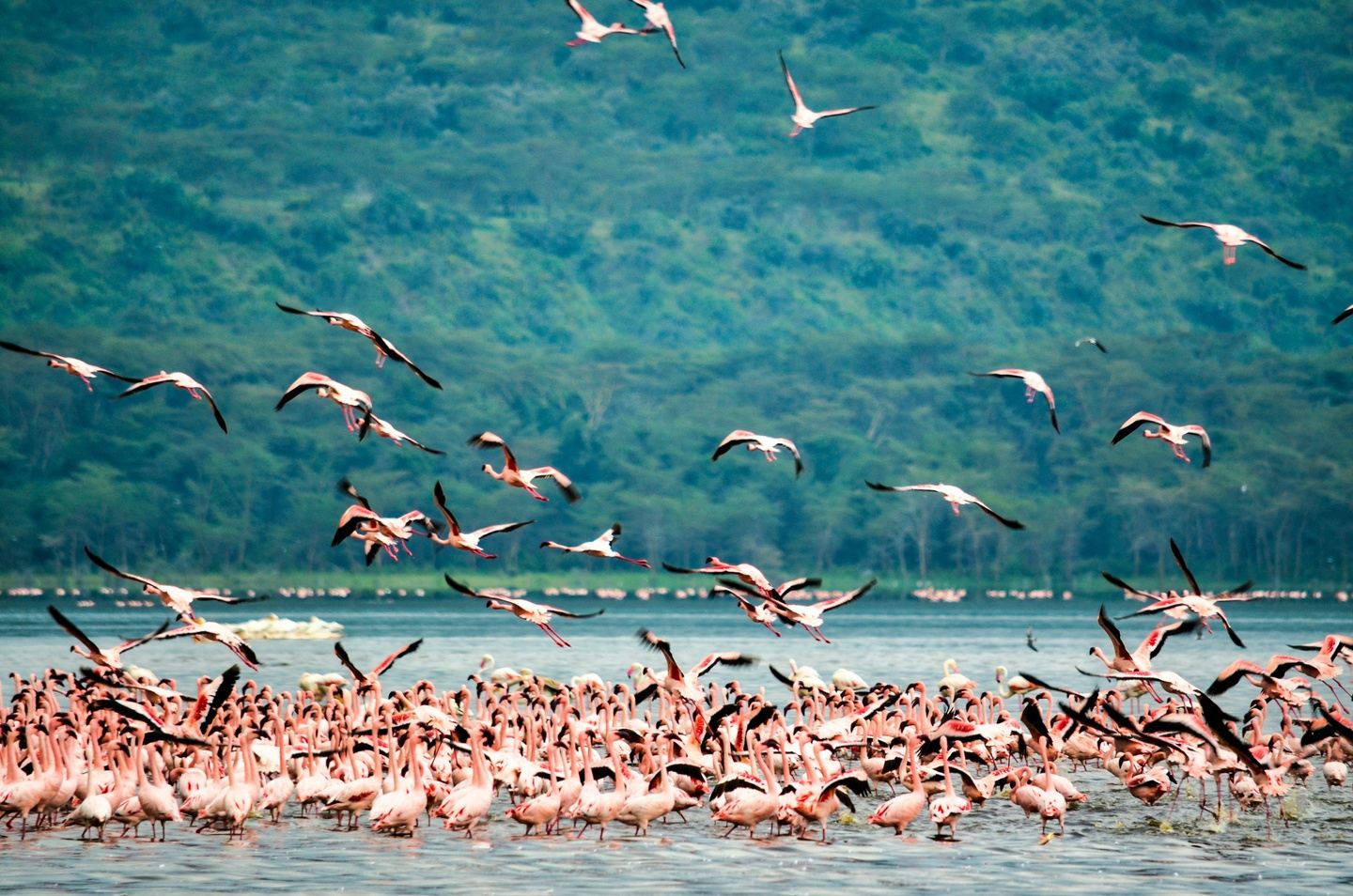 Jaza Cruiser Lake Nakuru/ Naivasha Safari