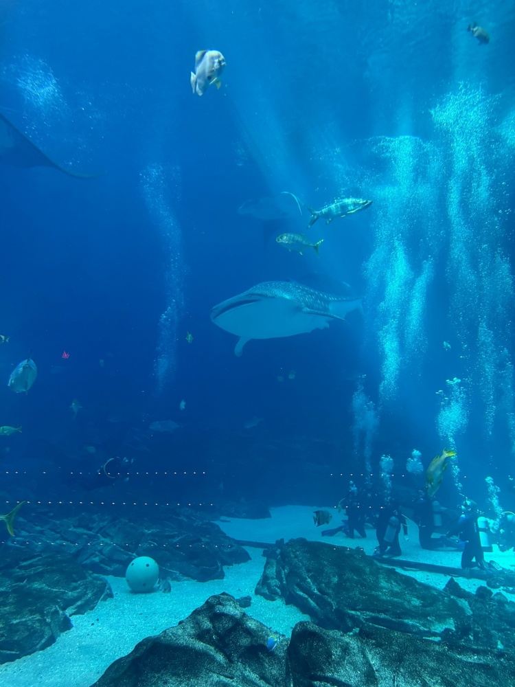 Georgia Aquarium Gentle Giants Dive October 31, 2026