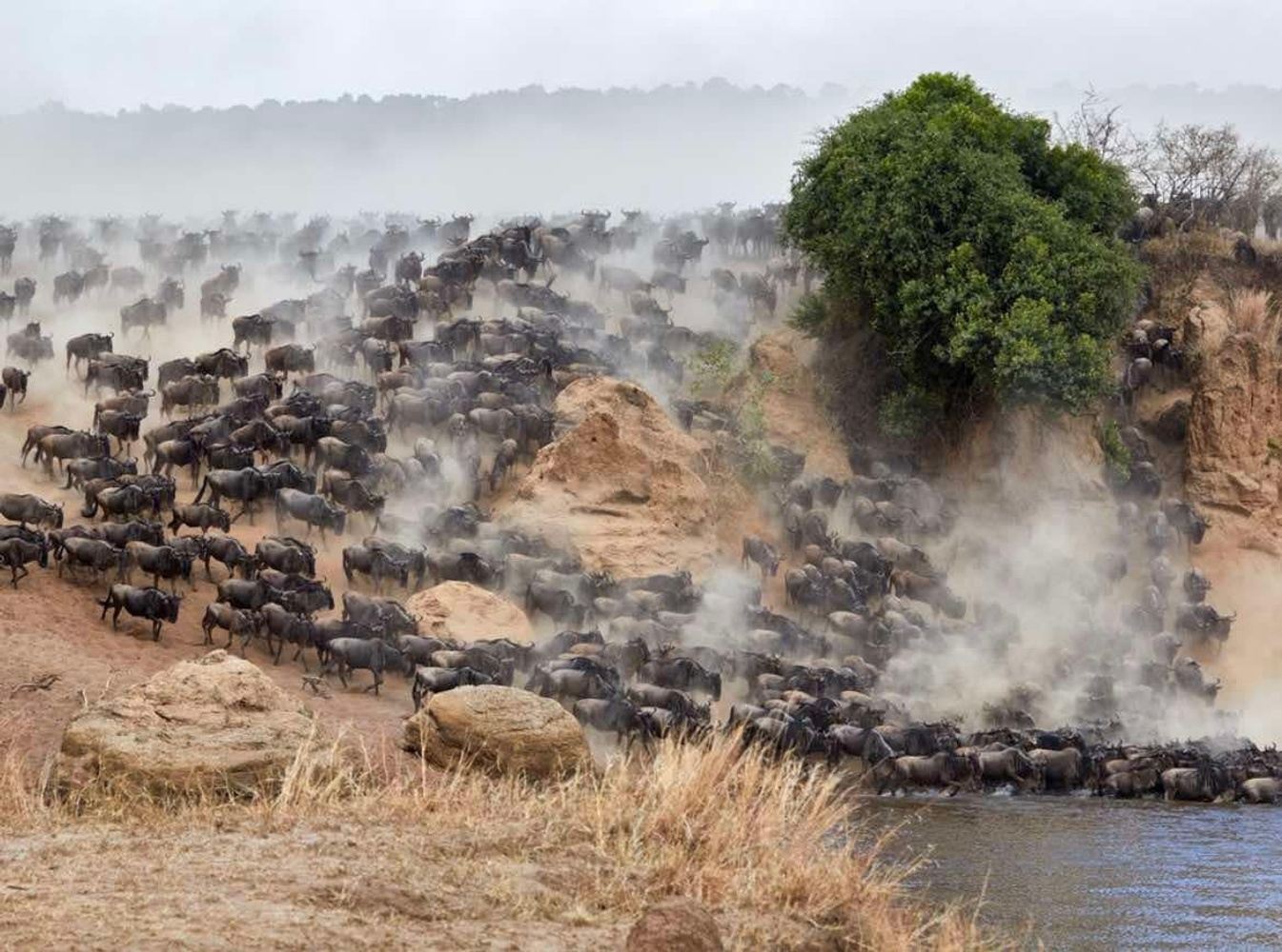 The Wildebeest Migration
