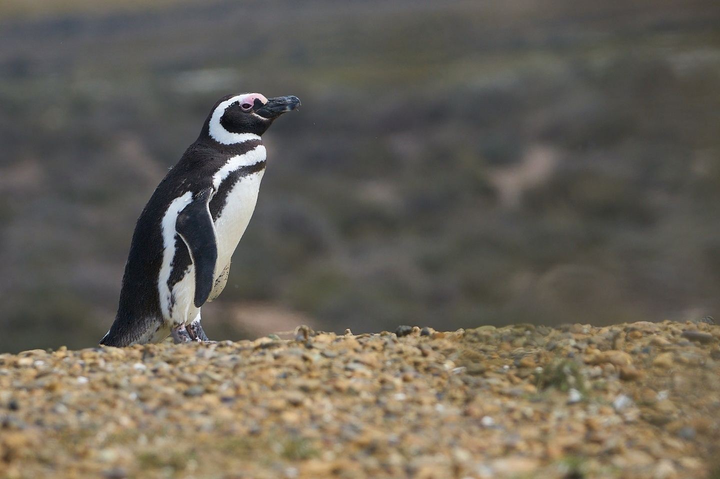 Monte León National Park – Full-Day Excursion