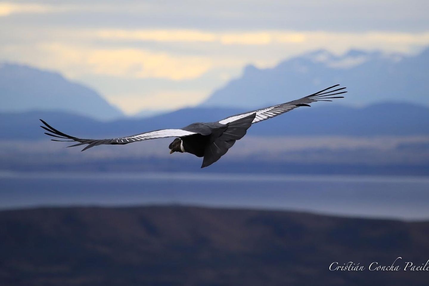 Wildlife Patagonia