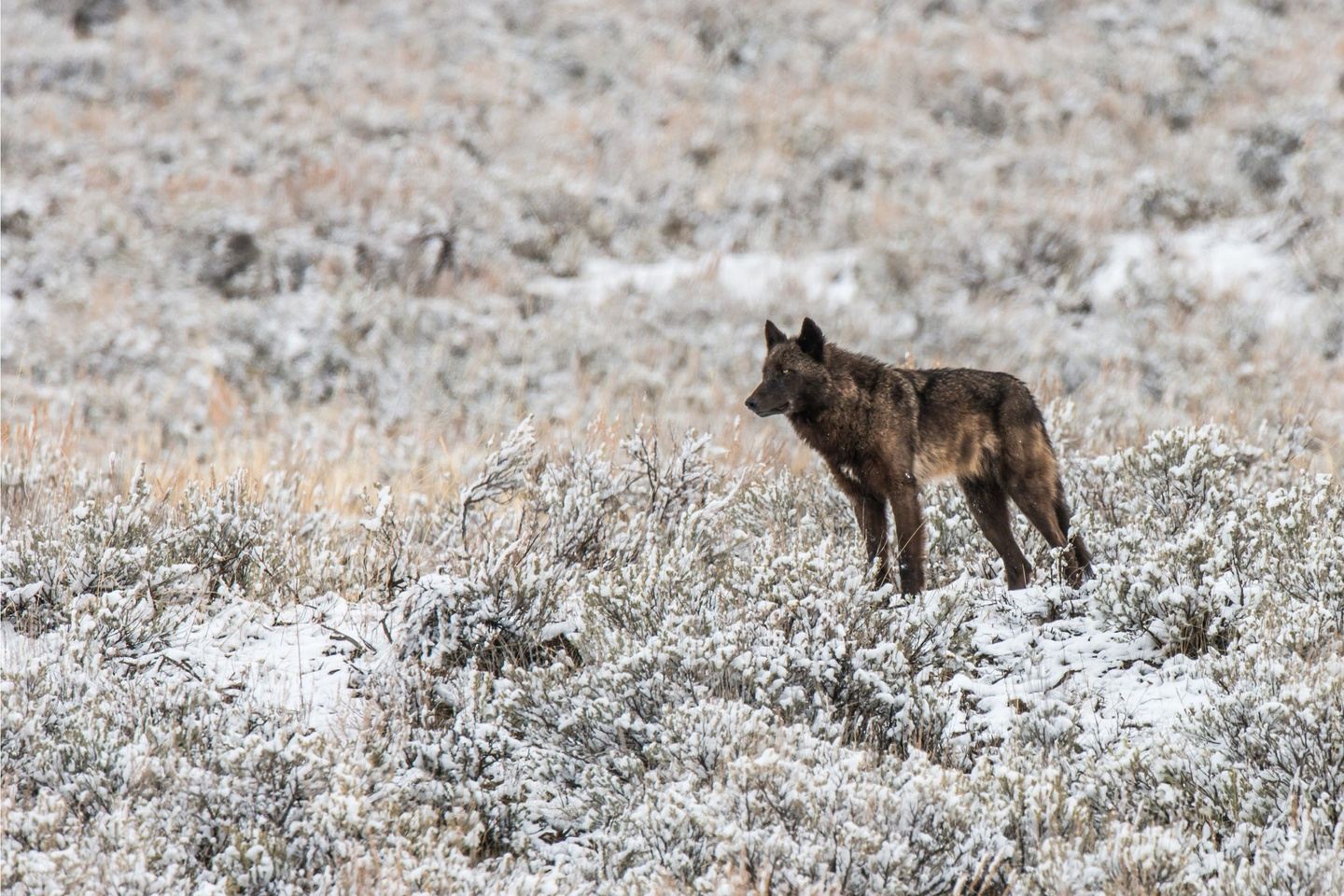 PRIVATE 2-DAY WOLF & BEAR PREDATOR SAFARI