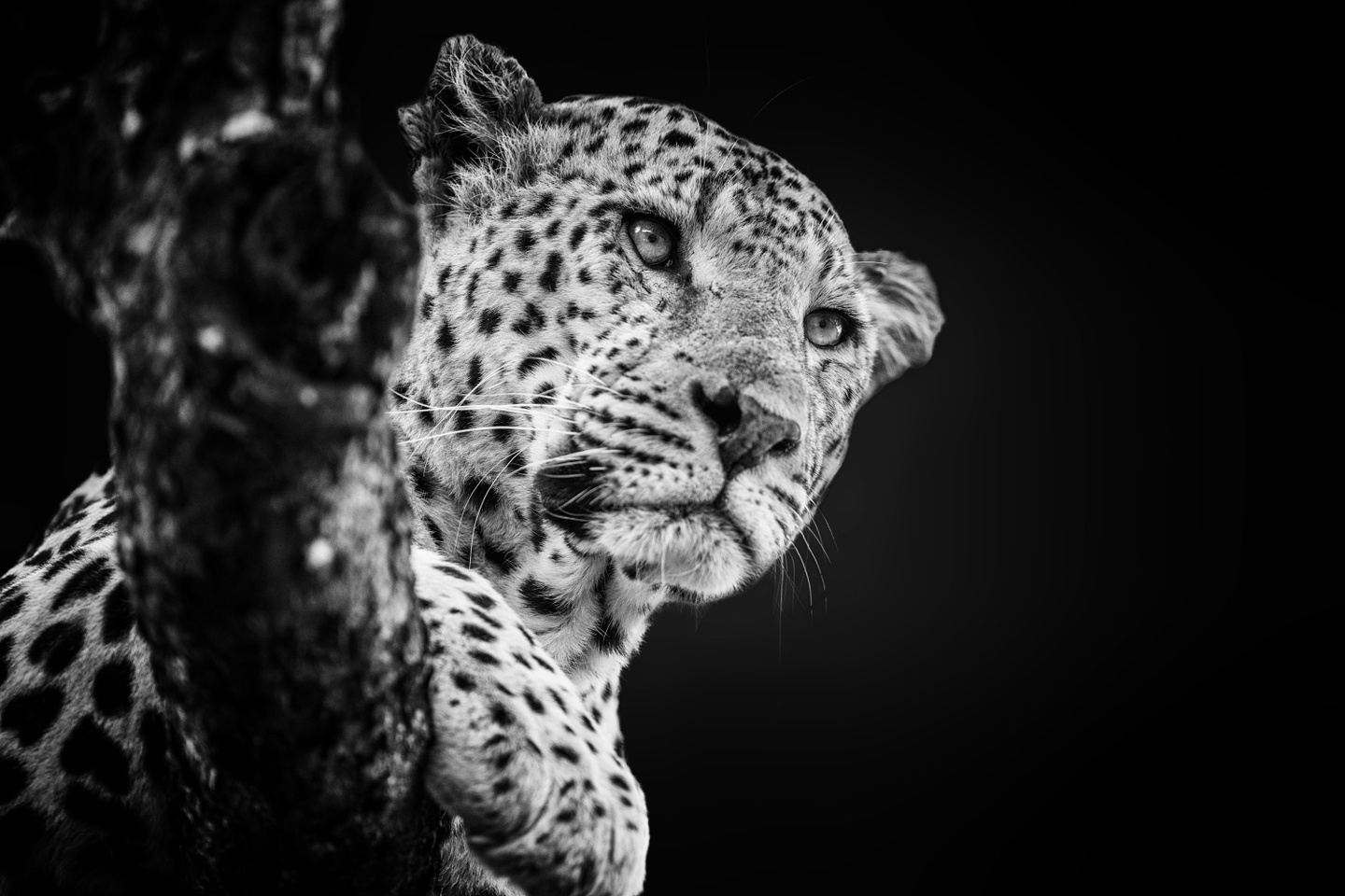 The Best of Zambia - 1 August - Comfort Lodging - D'AMORE x2