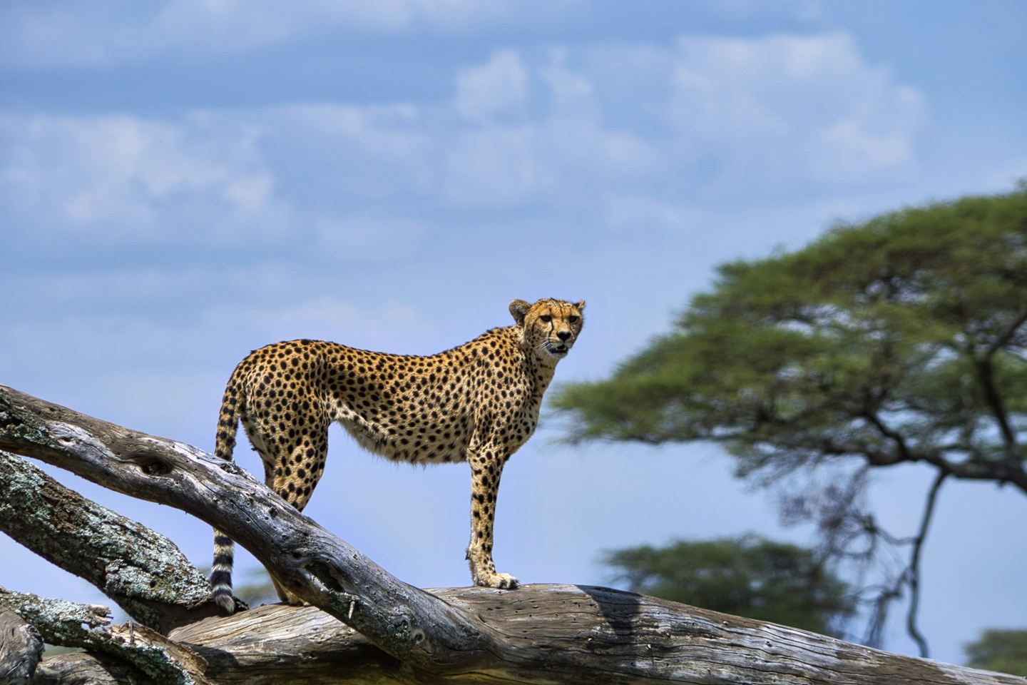 10 DAYS TANZANIA SAFARI EXPERIENCE