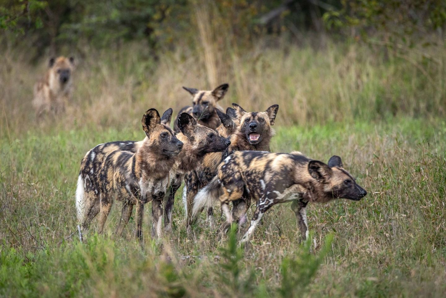 RAW Photographic Sabi Sands Photo Safari
