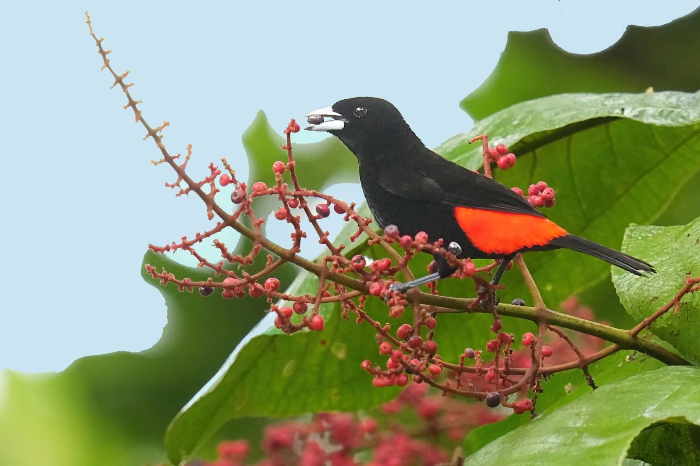 Costa Rica's Northern Plains