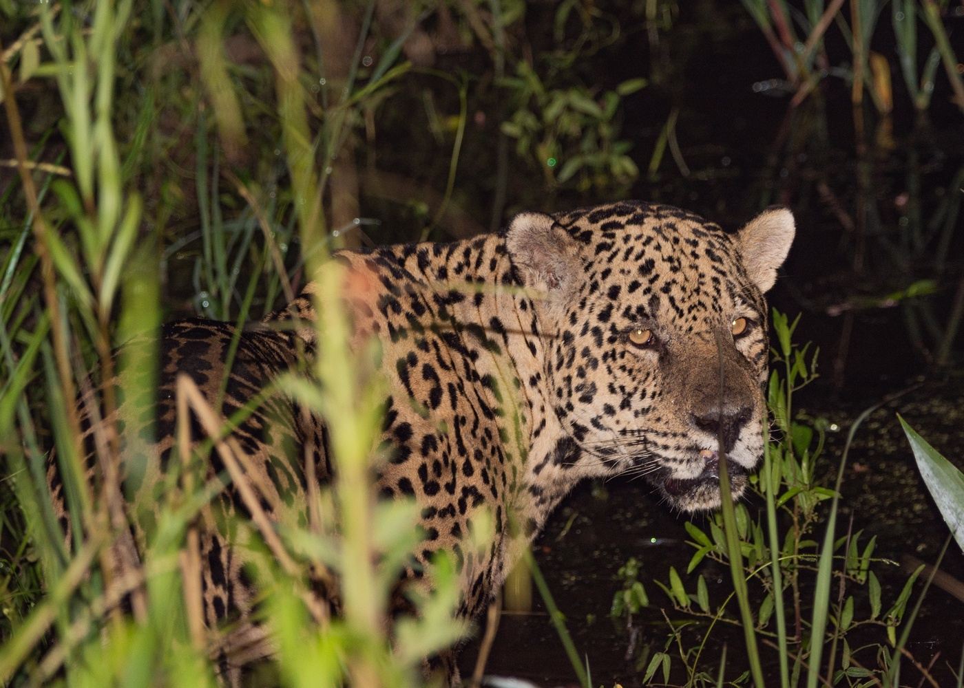 PARAGUAY AND BRAZIL - Five ecorregions 7 nights/8 days