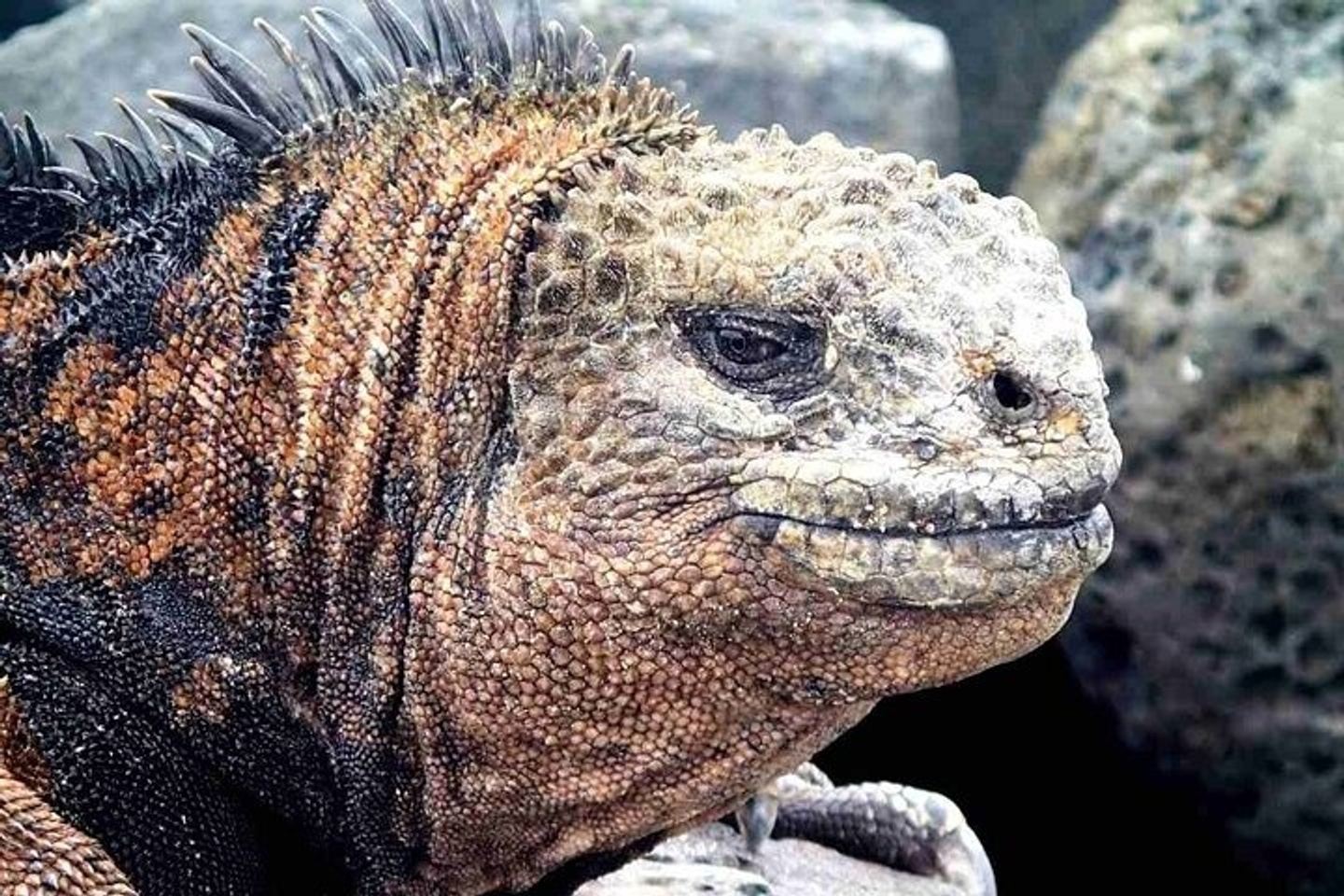 Galapagos Island Hopping: 5 Day