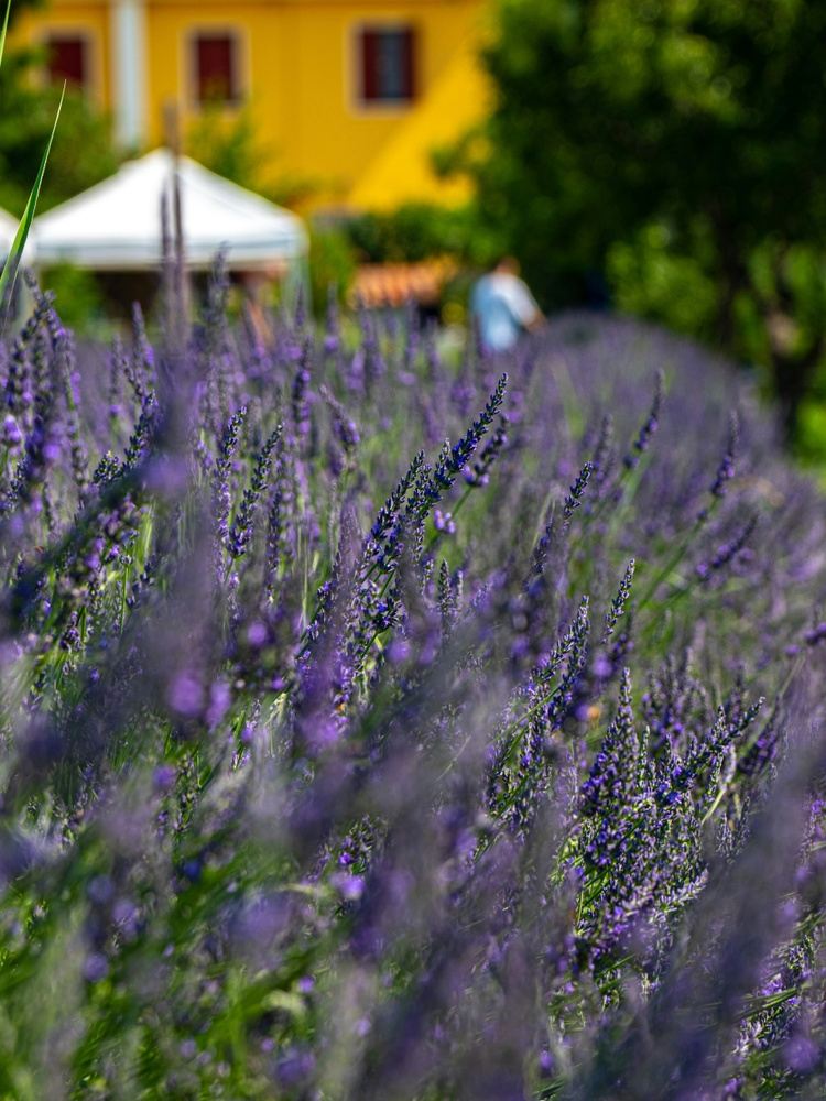 Provence Longevity Retreat