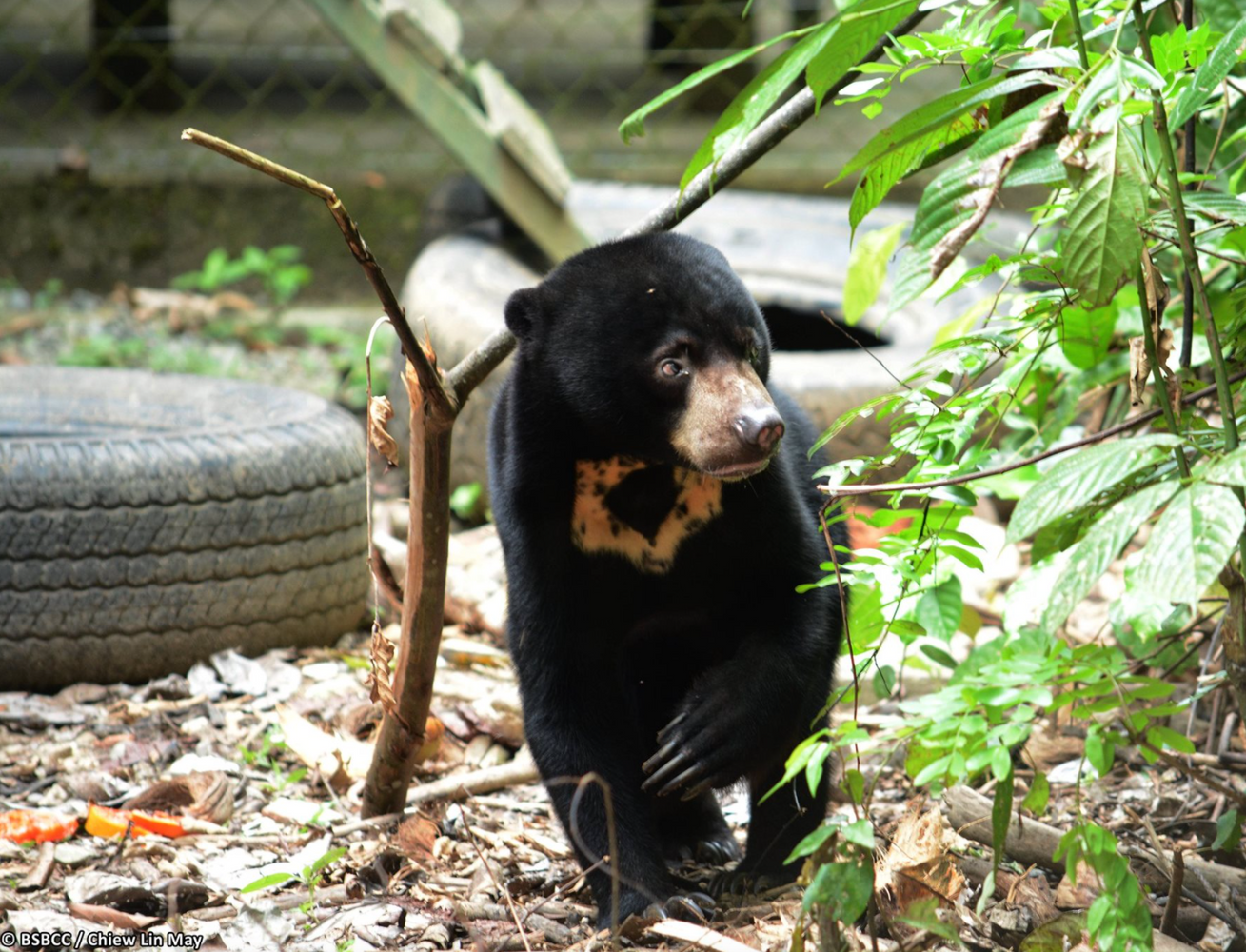 Sun Bear Volunteering, Borneo