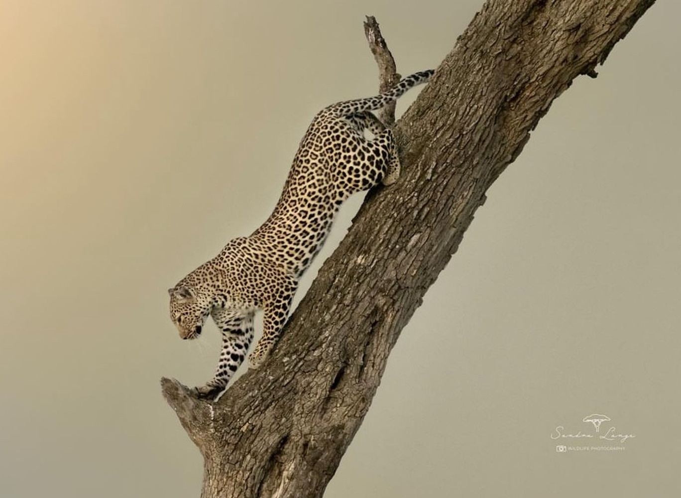 Mara Mid-Range Tour (High Season)