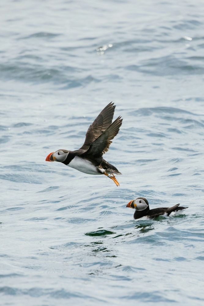 Helen Fernandez - Puffin The Strait - Boat Trip from Tarifa