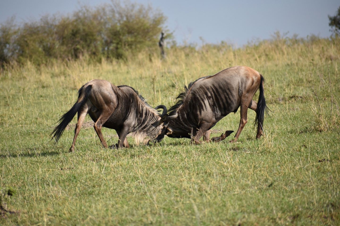 3 Days Maasai Mara Luxury Escape – Sarova Mara