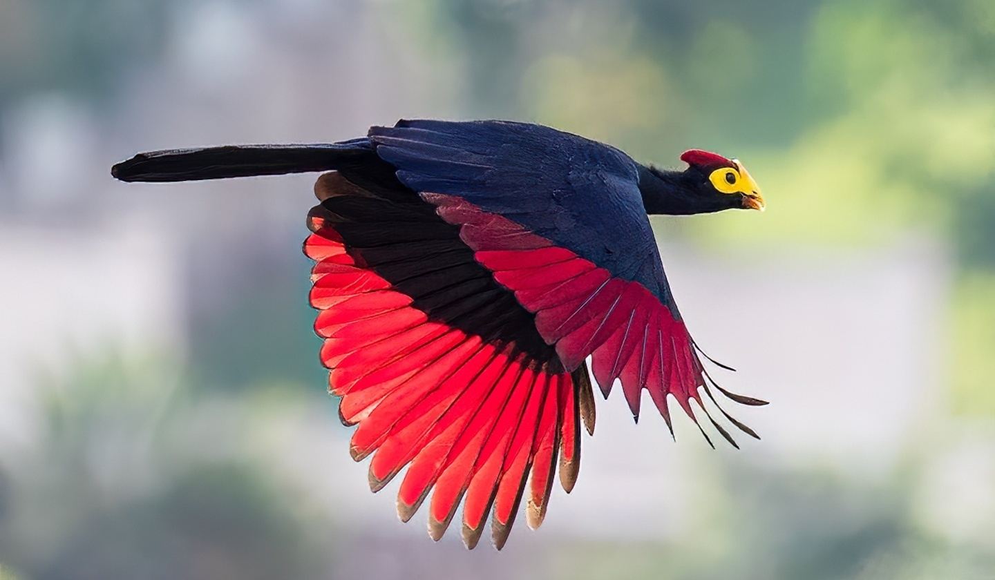 14 DAYS OF BIRD WATCHING &WILDLIFE