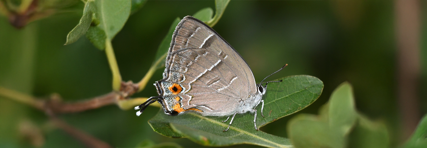 Colorado Rockies & Prairie Butterflies