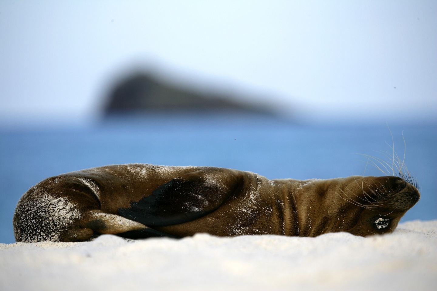 Galapagos Intensive 5 days, excluded flight, single passenger