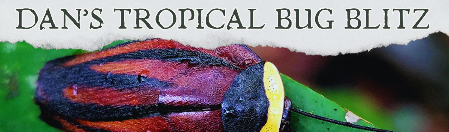 Dan's Tropical Bug Blitz