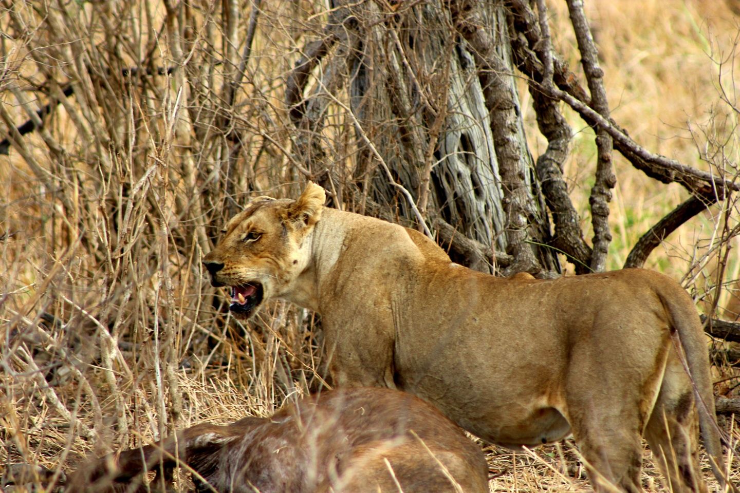 3 Days Mikumi National Park Adventure