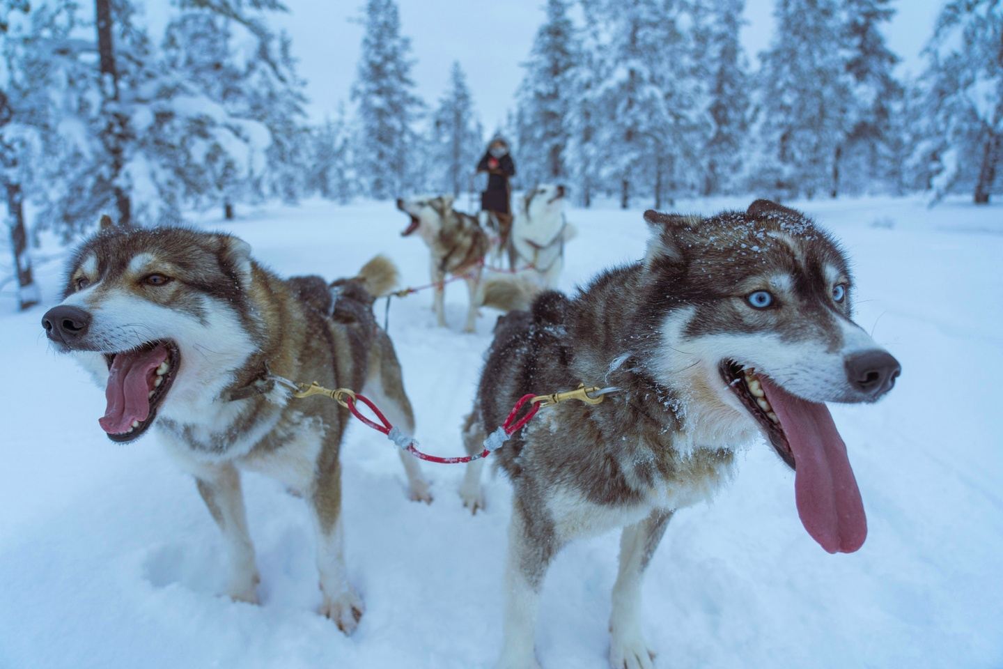 True North: Into Lapland  - A Cultural Adventure