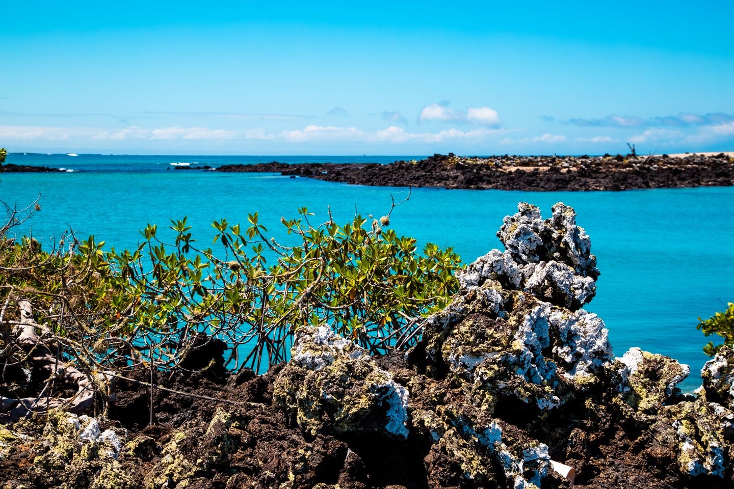 Ecuador – Orchids and the Galápagos