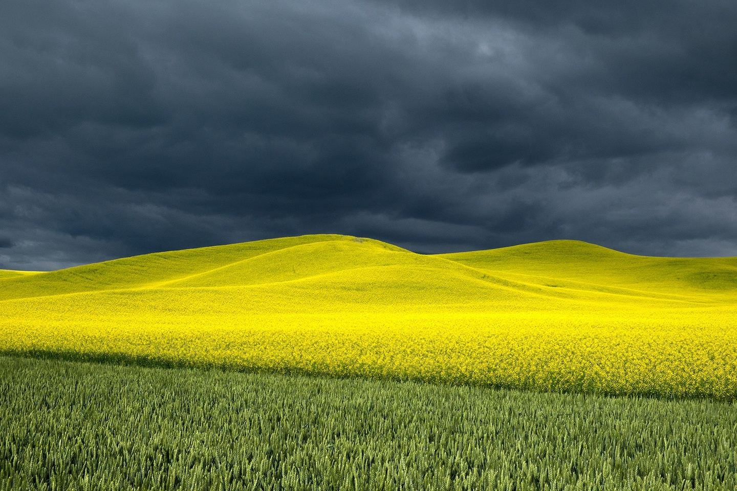THE LUSH PALOUSE