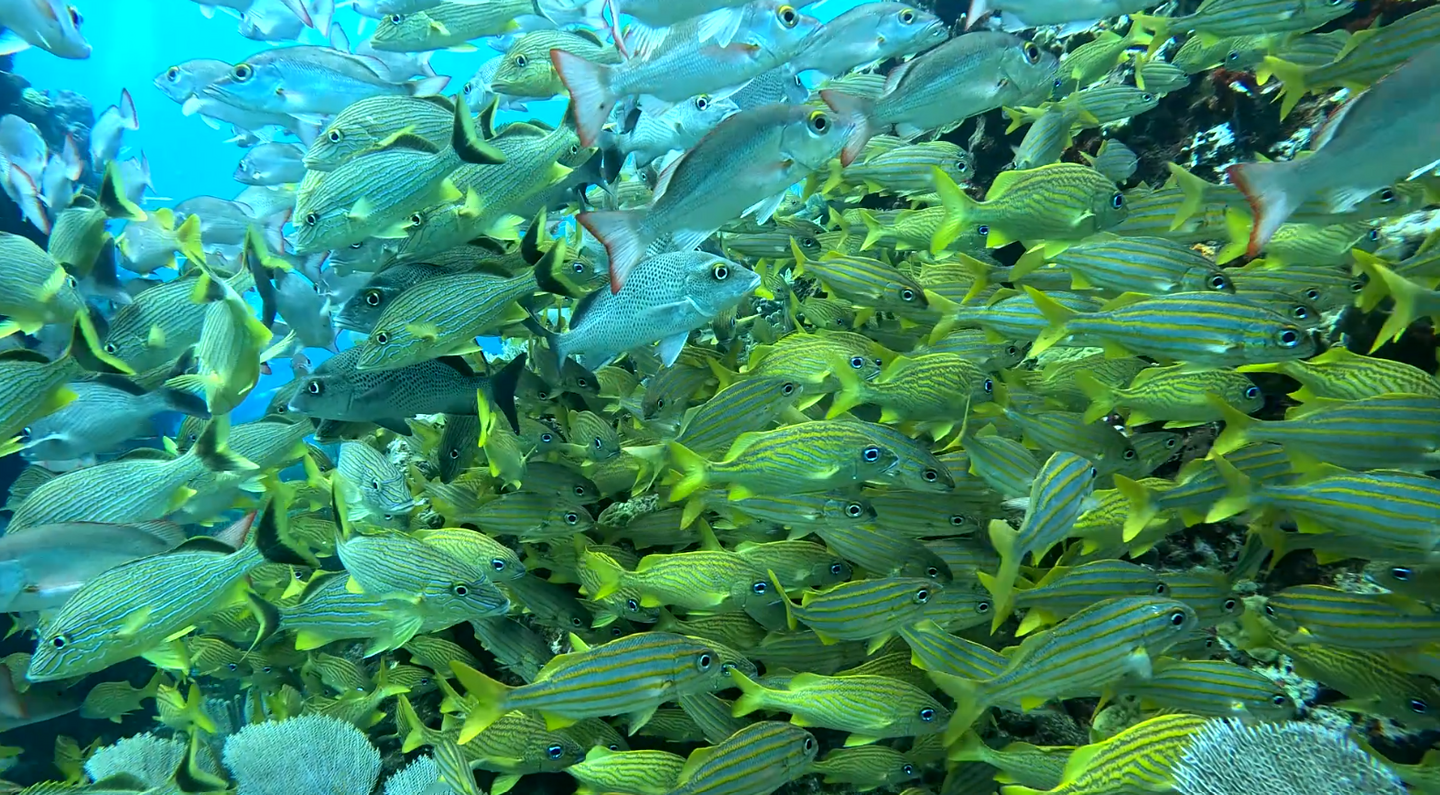 MUSA & Reef for Beginners