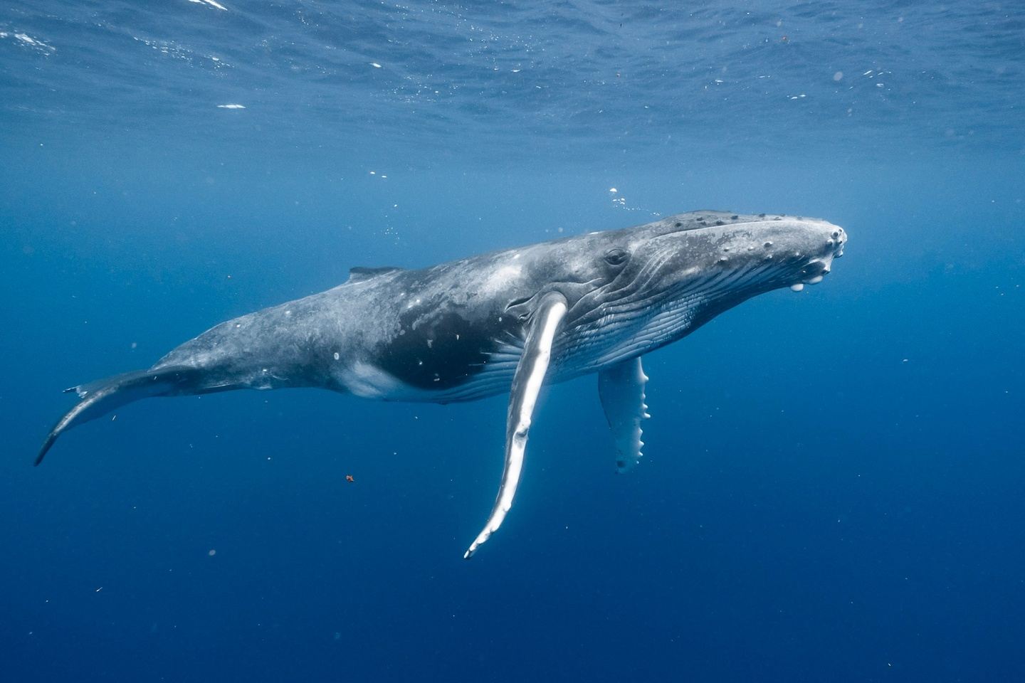 Mo'orea Whale Swim Womens Retreat Fall 2027