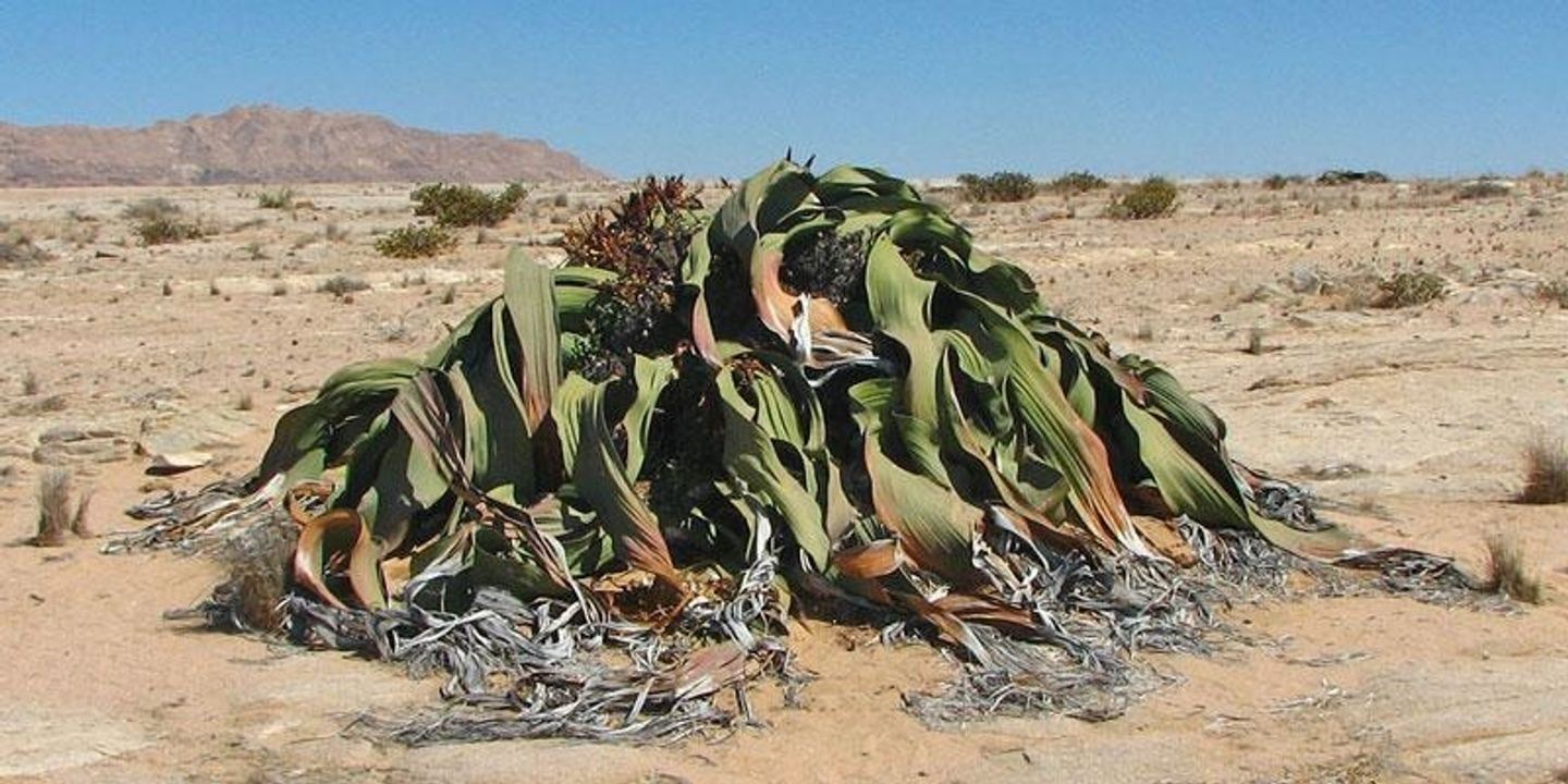 Half Day – Treasure of the Namib Desert Tour