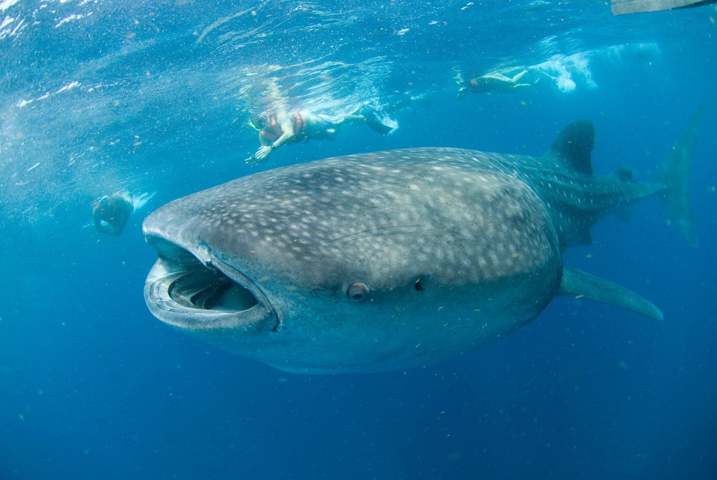 Whale Shark Video - 6 People