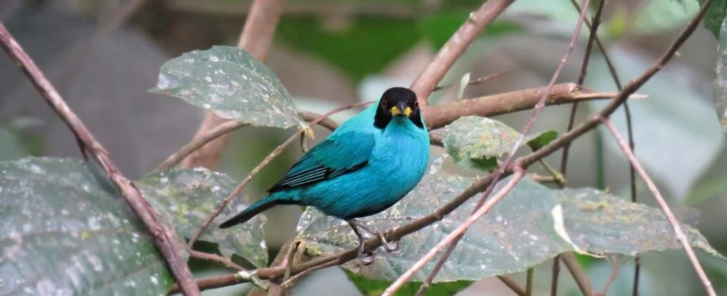 14-Day Southern Ecuador Birdwatching Experience