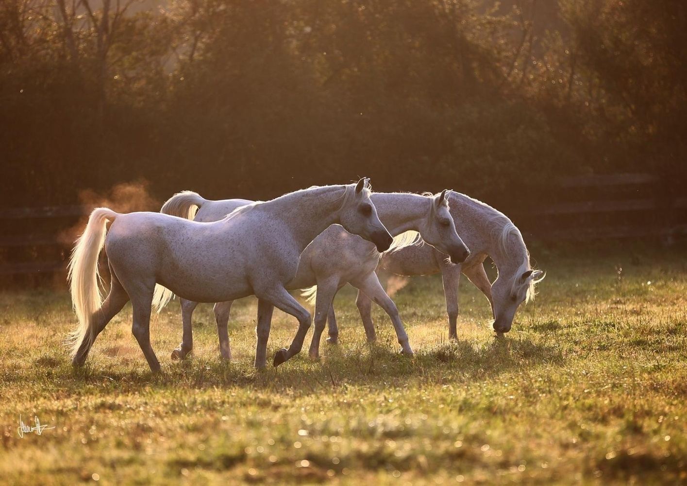 Horses, Light & Storytelling in the French Countryside