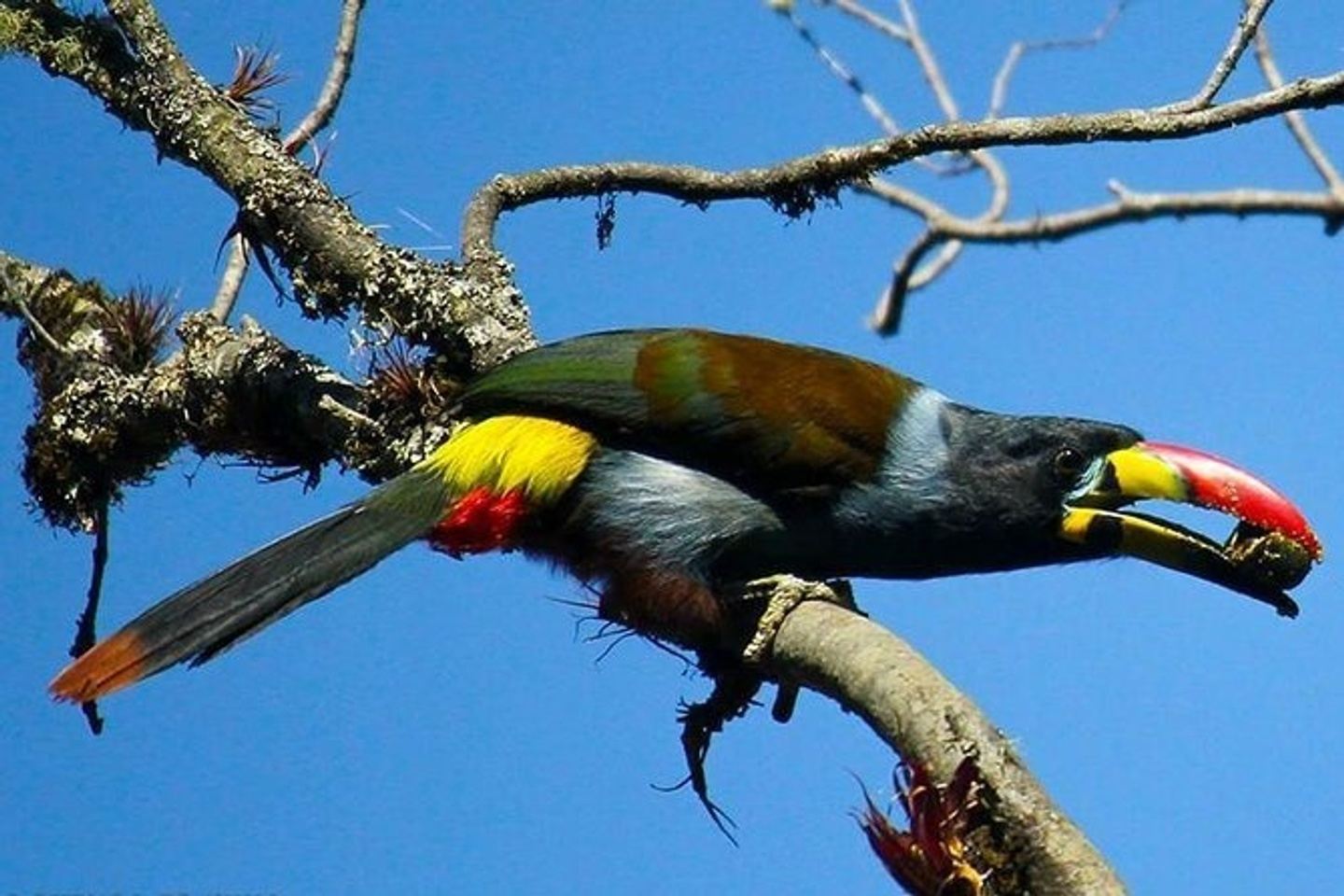 BIRDWATCHING - CAJAS NATIONAL PARK