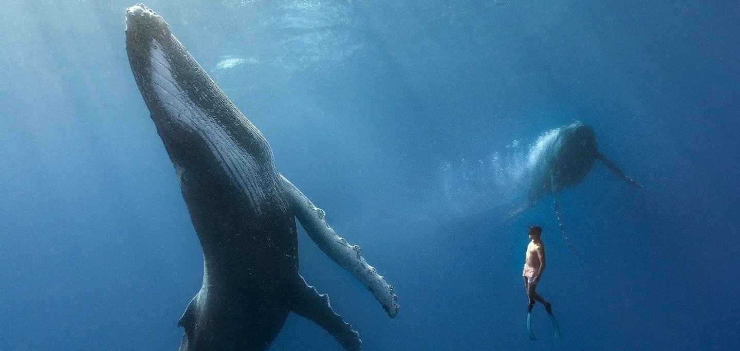 Swim with Humpback Whales in Moʻorea