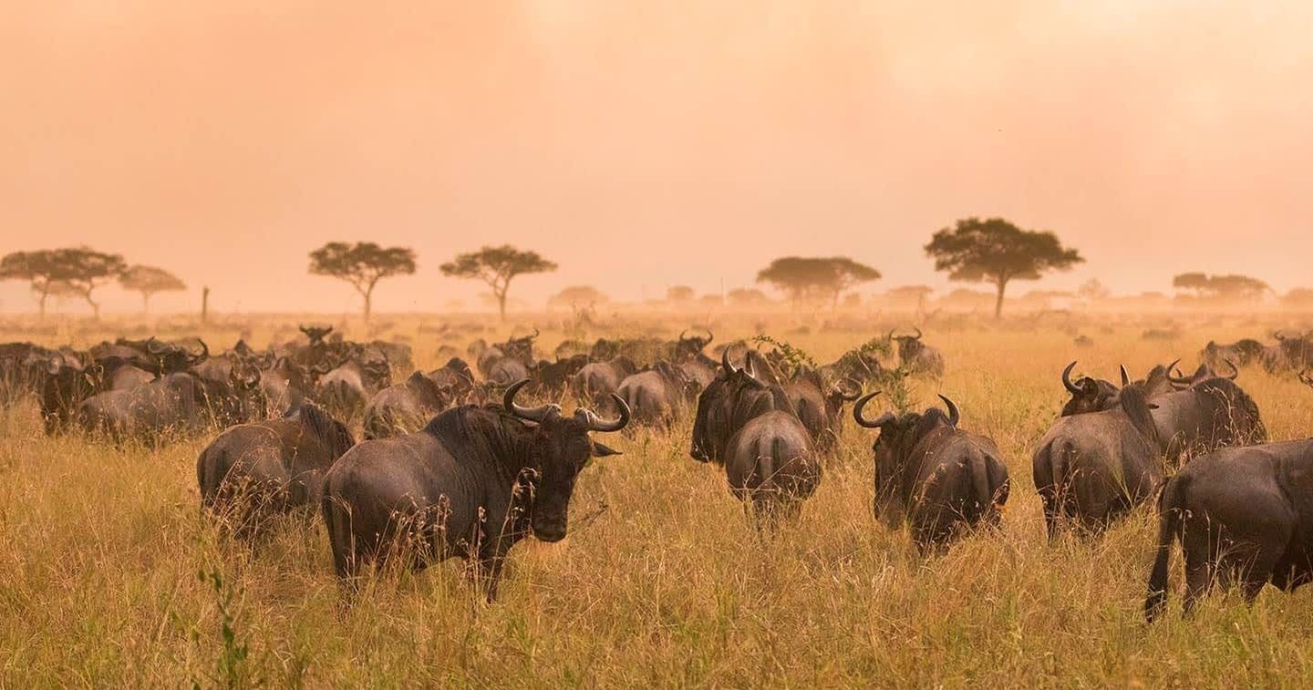 Wildlife Dreams - The Start of the Great Migration at Ndutu