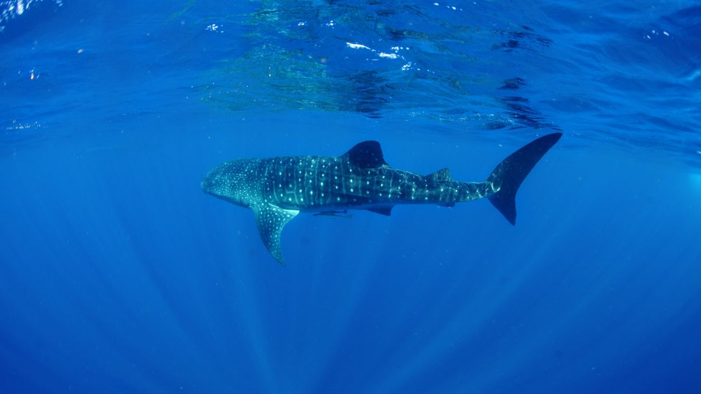 Isla Mujeres, Mexico Expedition