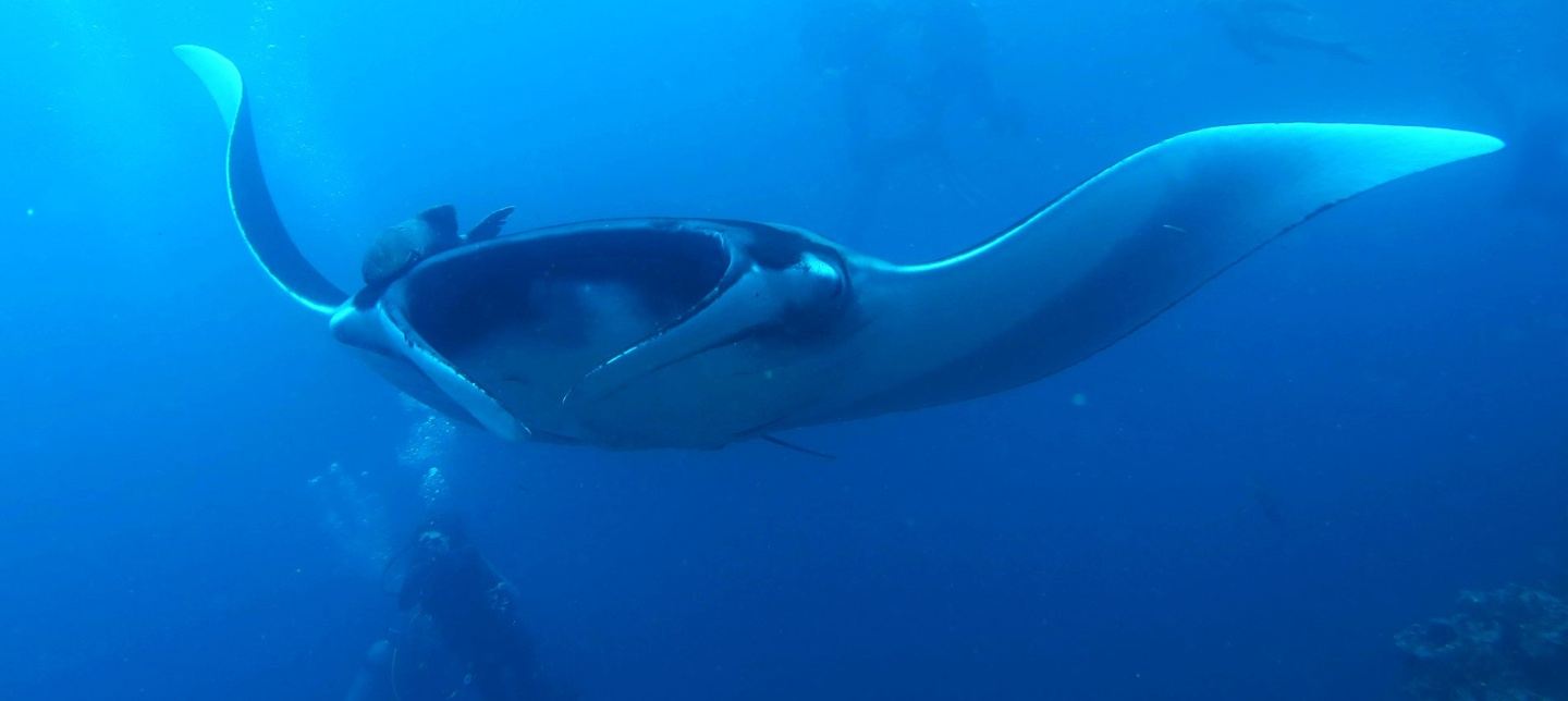 Ultimate Galapagos Diving