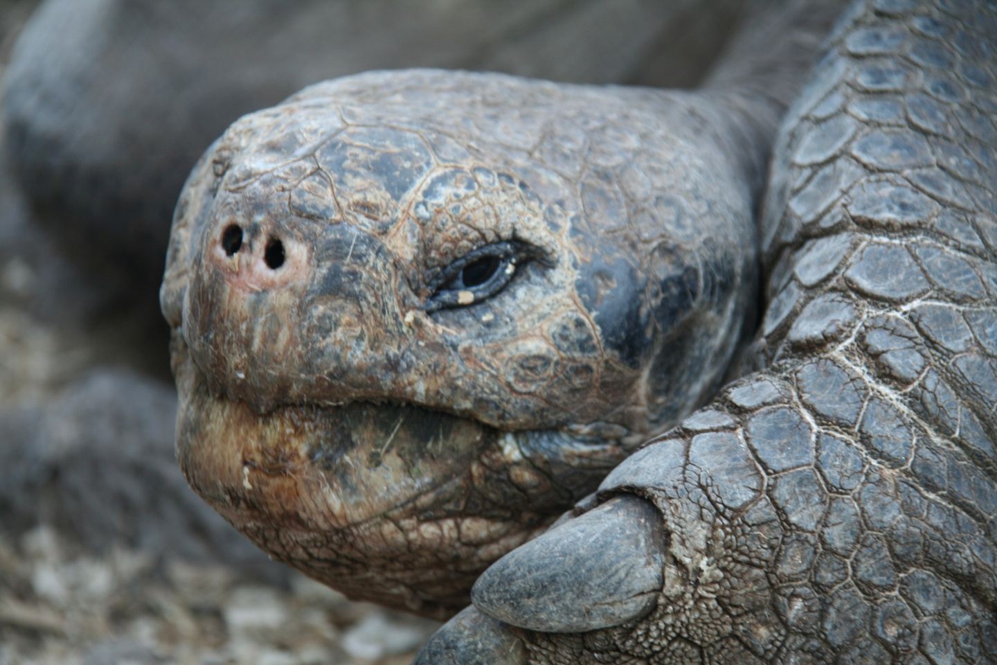 GALAPAGOS TORTOISE PATH 11D10N