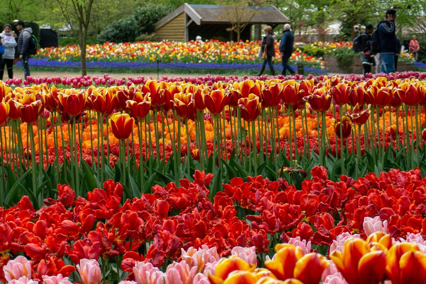 Tulip Serenade