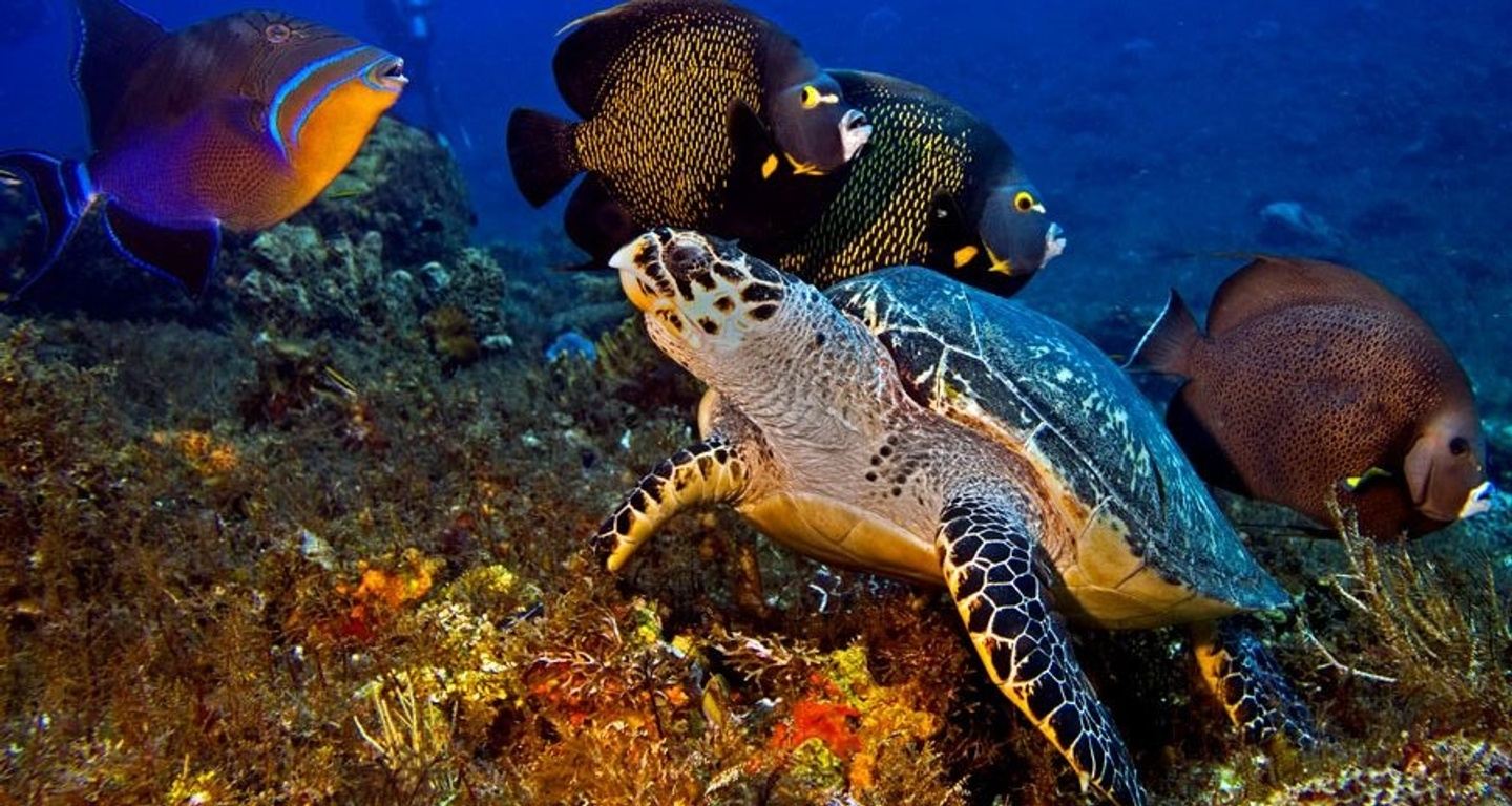 Cozumel