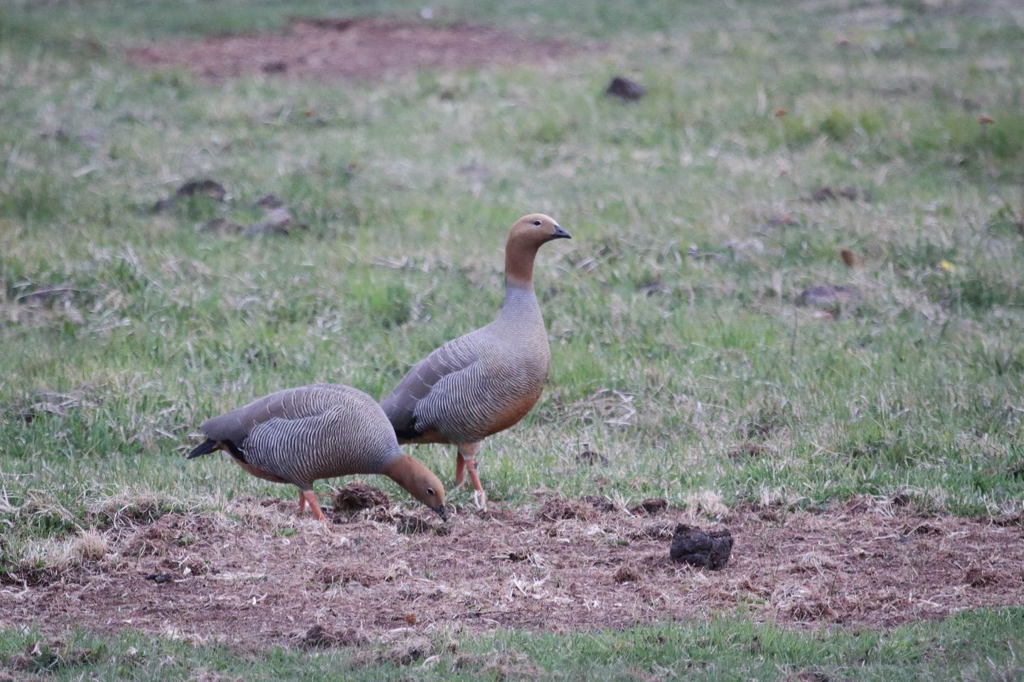 Birding in Rio Gallegos, Patagonia: full-day tour