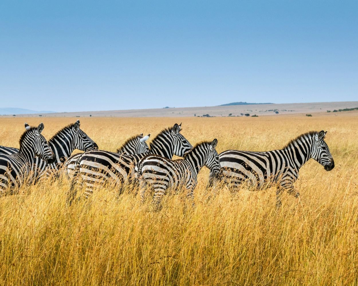 Busy Traveler: A 5-Day Iconic Kenya Safari (Signature)