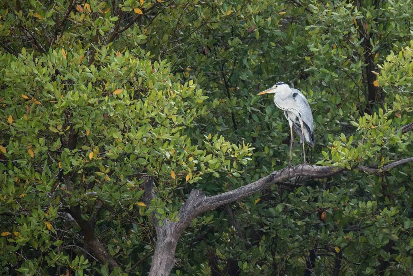 Dar Coast Birding - Day Tour