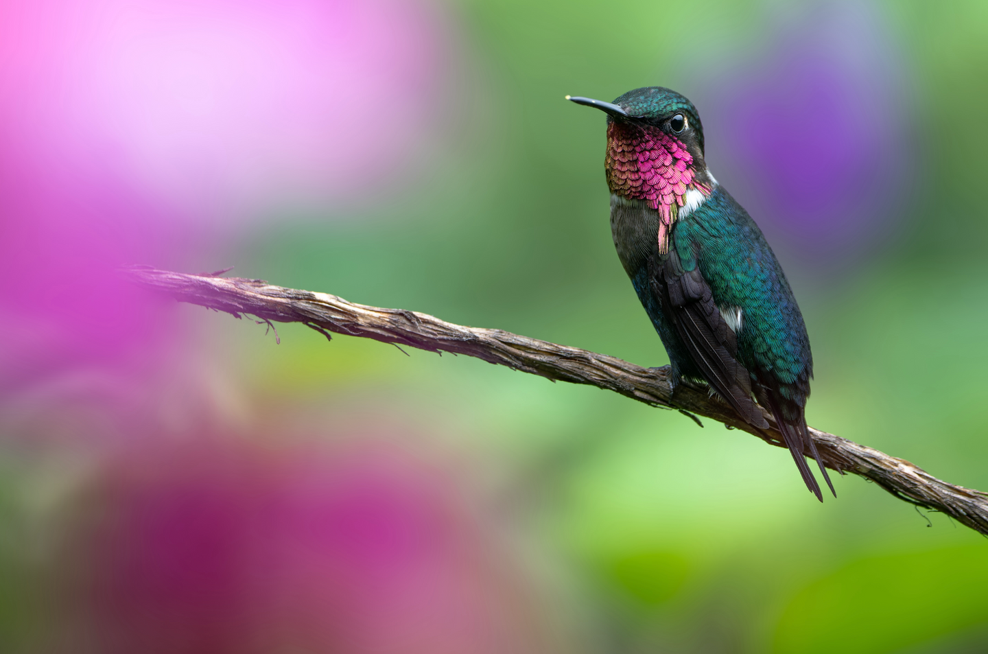 Winged Treasures - Ecuador 11 Days Bird Photo Tour
