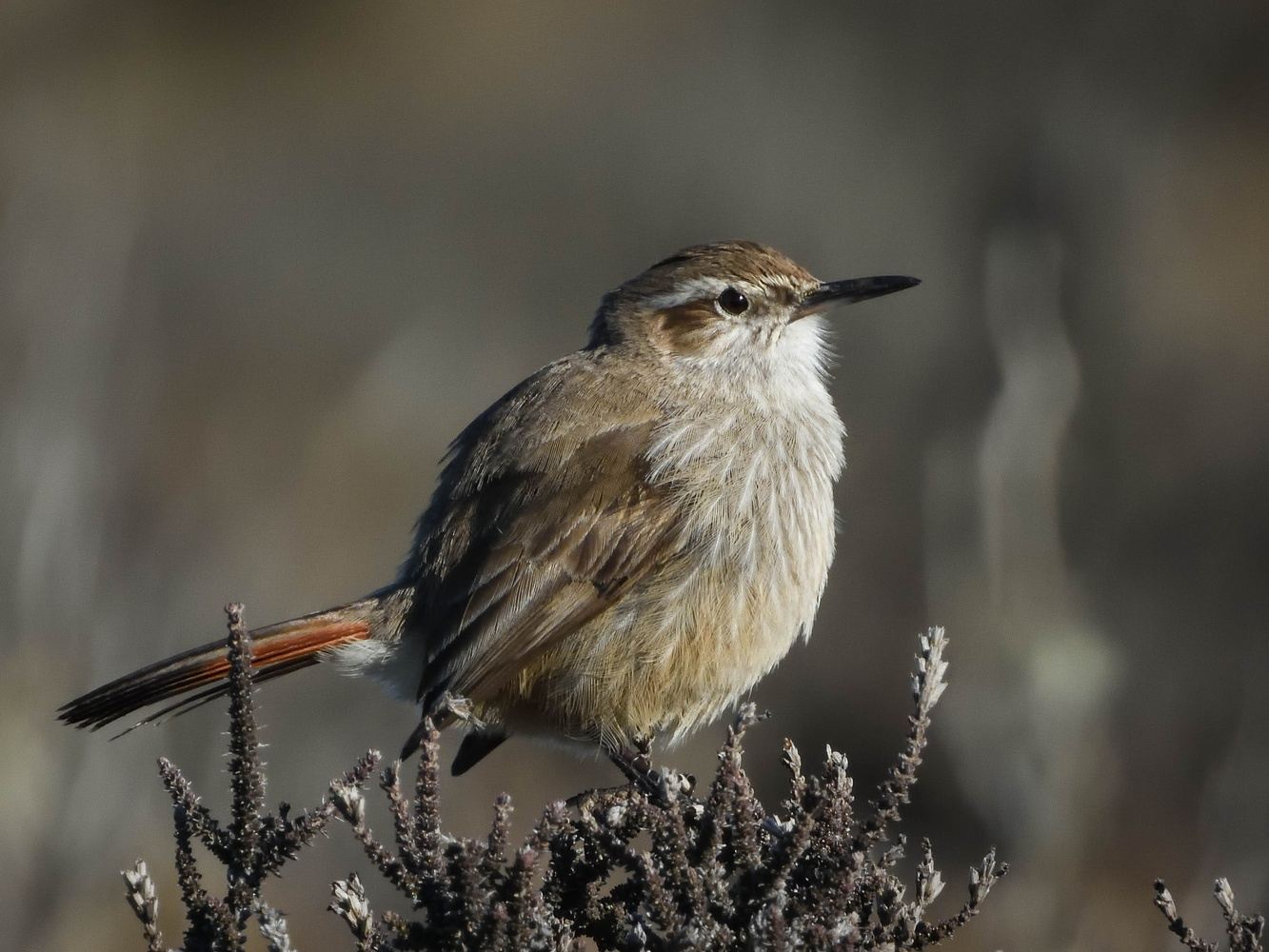Birding in Rio Gallegos, Patagonia: photo trip