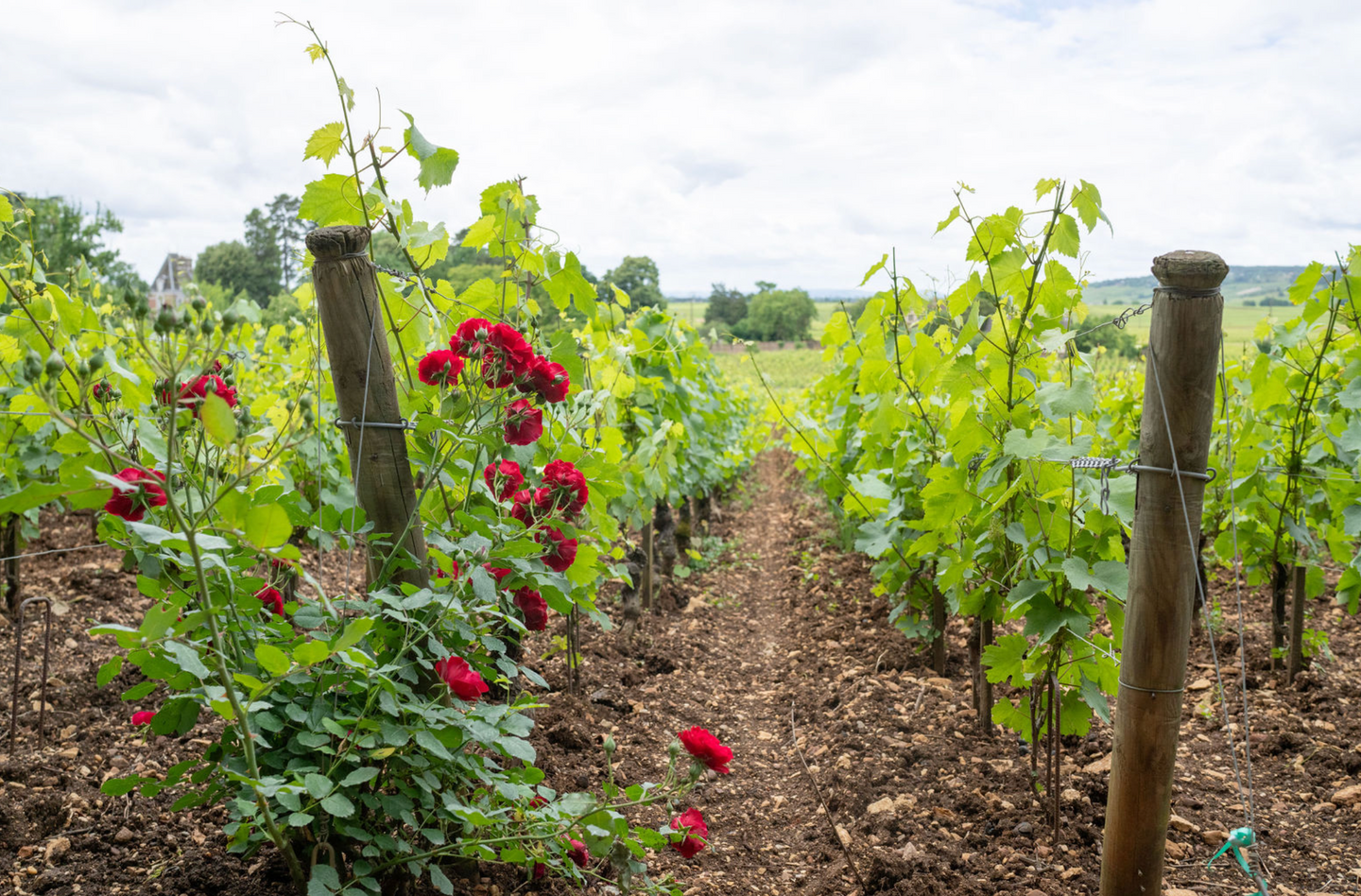 10-Day Luxury Wine & Food Journey - Northern Italy