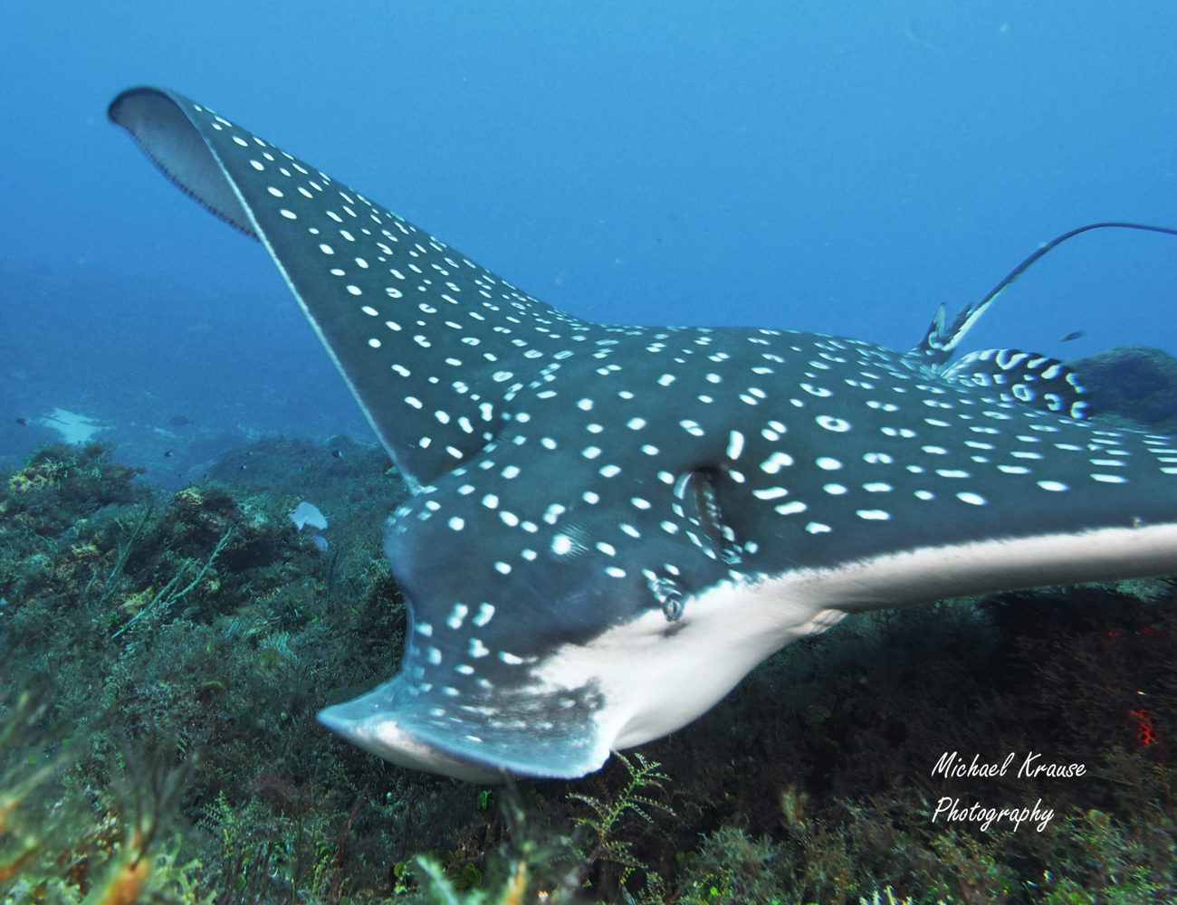 Cozumel | December 2026