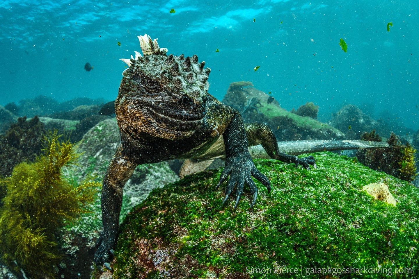 Special 15-day Galapagos Citizen Science Expedition