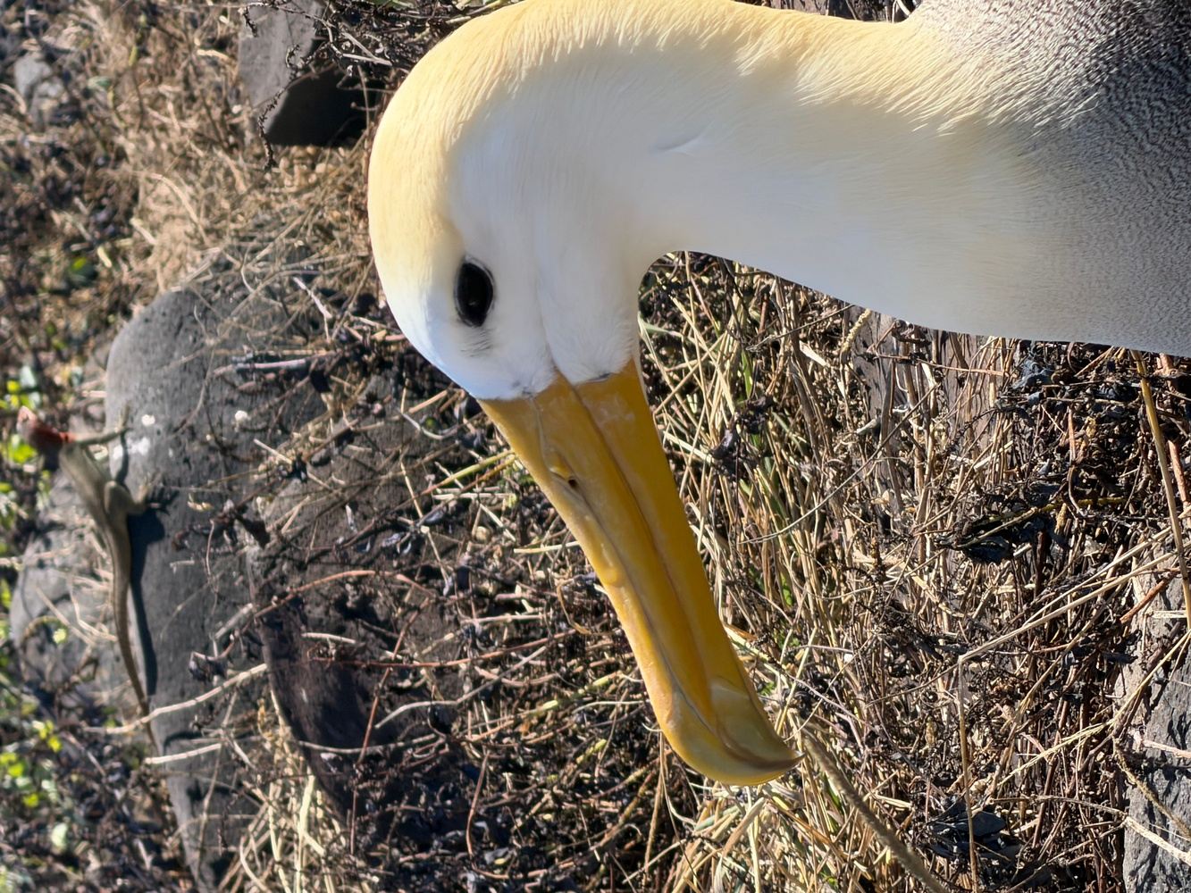 Galapagos North & South Cruise